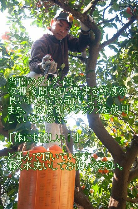 橙(だいだい)5kg箱(4.5キロ入り)海鮮・手作りポン酢・お酒にもおすすめ！昔ながらのみかん鈴木農園より産地直送《11月・12月・1月発送》｜青ダイダイ 黄ダイダイ 赤ダイダイ ぽん酢 ダイダイ酢 柑橘 かんきつ