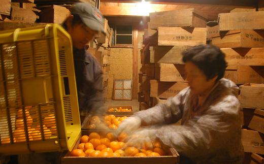 蔵出しみかん3kg SMLサイズお任せ【下津の蔵出しみかん】和歌山県鈴木農園より農園直送！｜蔵出しミカン 蔵出し蜜柑 蔵出しmikan 蔵出し下津みかん 蔵出ししもつみかん 蔵出し 冬眠みかん 贈答 ギフト 貯蔵みかん ミカン 蜜柑　mikan Sサイズ Mサイズ