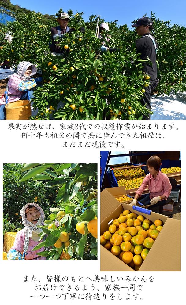 極早生 or 早生みかん約10kg 小粒SS・Sサイズおまかせ《秀品》 和歌山県産 山新農園 農園直送 まごころ産直みかん［北海道・沖縄県・一部離島 配送不可］ SSサイズ 2S 小玉 蜜柑 果物