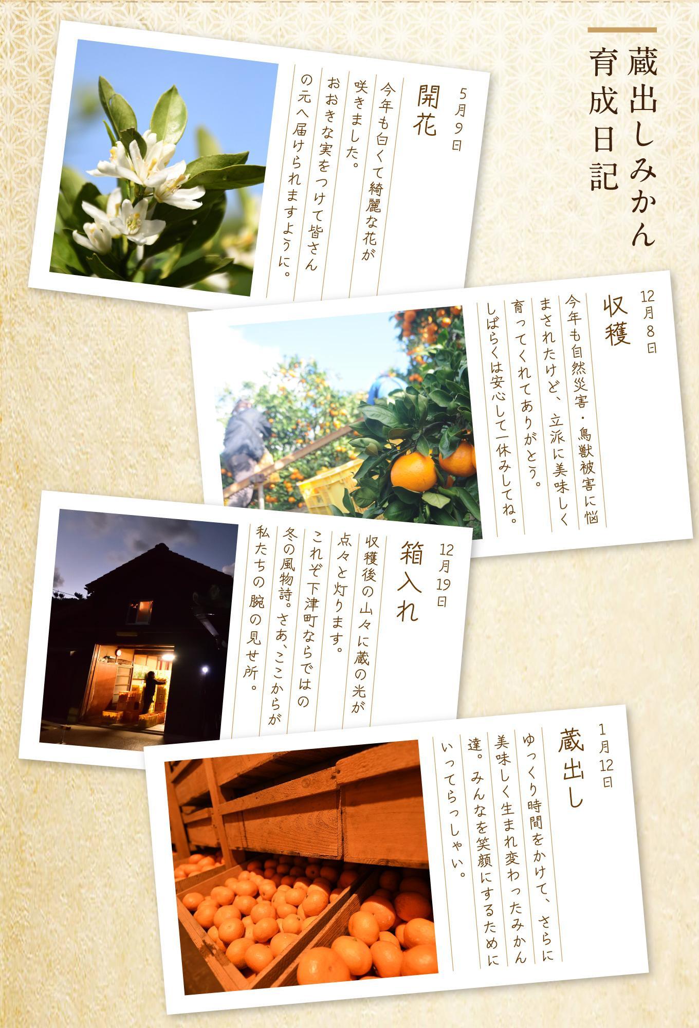 蔵出しみかん 約5kg(小粒２S・３S混合)《ご家庭用》ちょっと訳あり 希少な小粒みかんを和歌山県より農園直送！まごころ産直みかん 【北海道・沖縄県・一部離島 配送不可】SSサイズ 小玉 わけあり 訳アリ 1月頃から発送