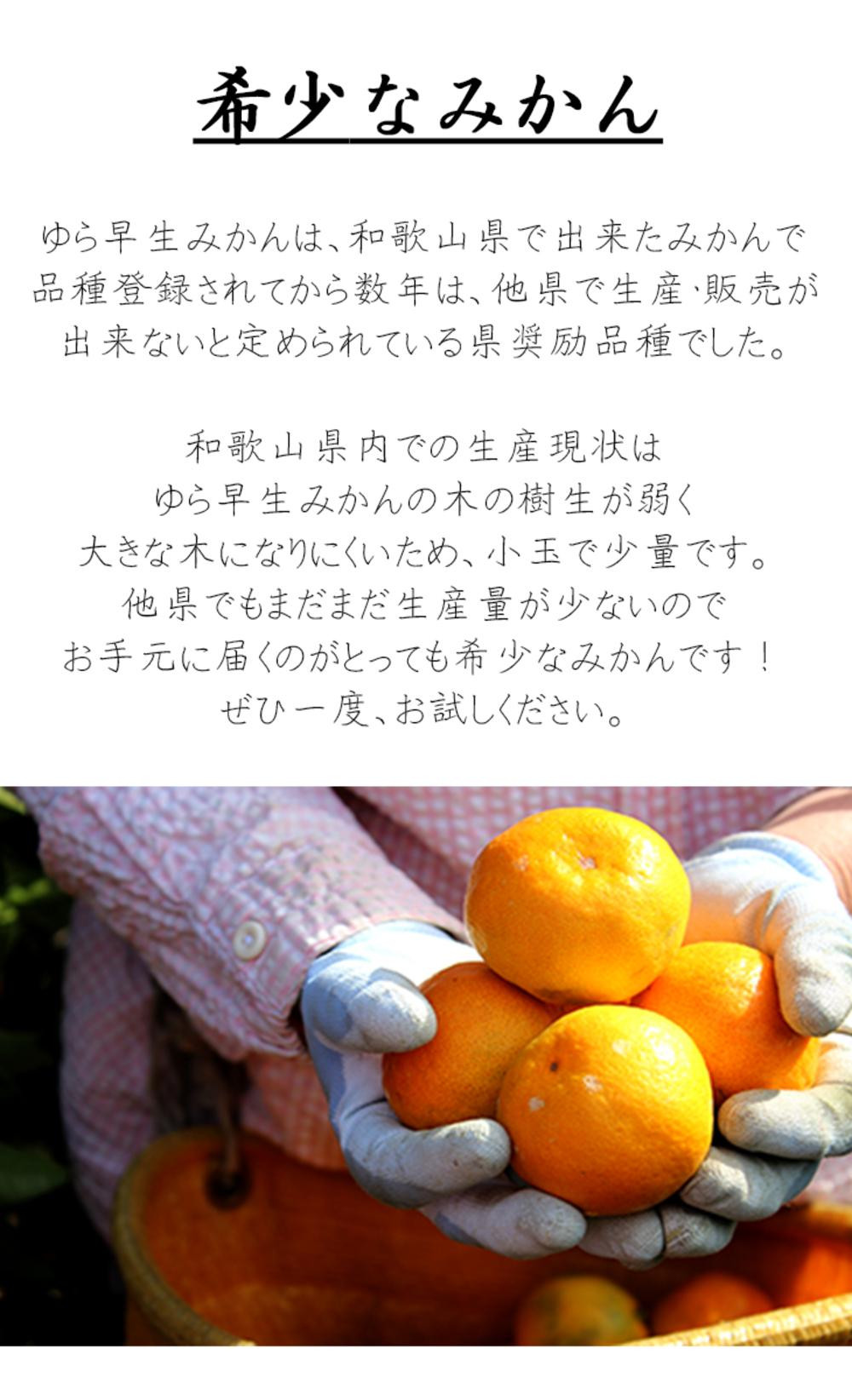 【極早生みかん】ゆら早生みかん 5kg 小粒サイズ（2S・3S） 和歌山県海南市産 産地直送【訳あり】　   