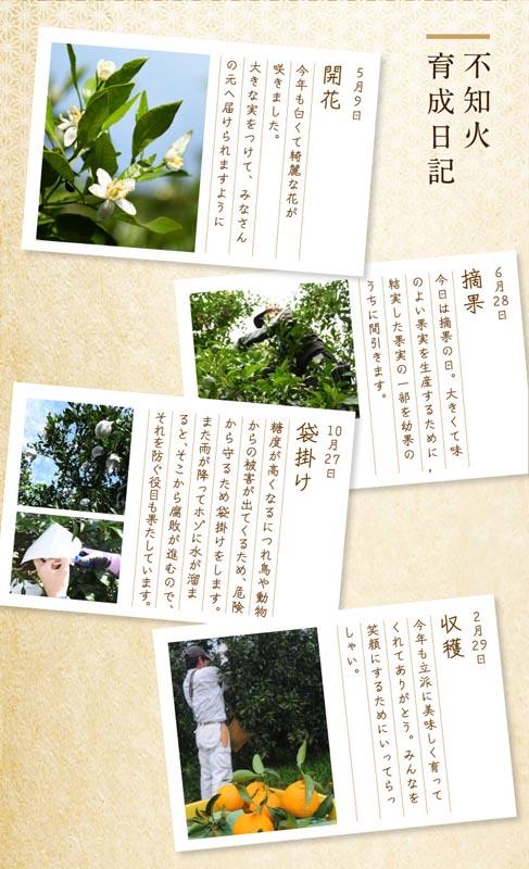 不知火 約5kg 15～24玉入り 《赤秀》 和歌山県産 農園直送 まごころ産直みかん 【北海道・沖縄県・一部離島 配送不可】 みかん 果物 柑橘 しらぬい デコポンと同じ品種 でこぽん