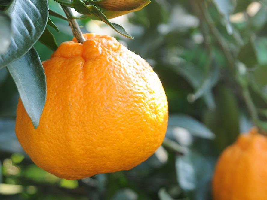 不知火約5kg 15～24玉入り 《ご家庭用》 訳あり 和歌山県産 農園直送 まごころ産直みかん【北海道・沖縄県・離島配送不可】みかん 柑橘 しらぬい デコポンと同じ品種