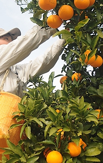 清見オレンジ 約3kg M・L・2L・3Lサイズおまかせ 《赤秀》 和歌山県産 農園直送 まごころ産直みかん 【北海道・沖縄県・一部離島 配送不可】みかん きよみ 清見タンゴール 清美 柑橘 贈答