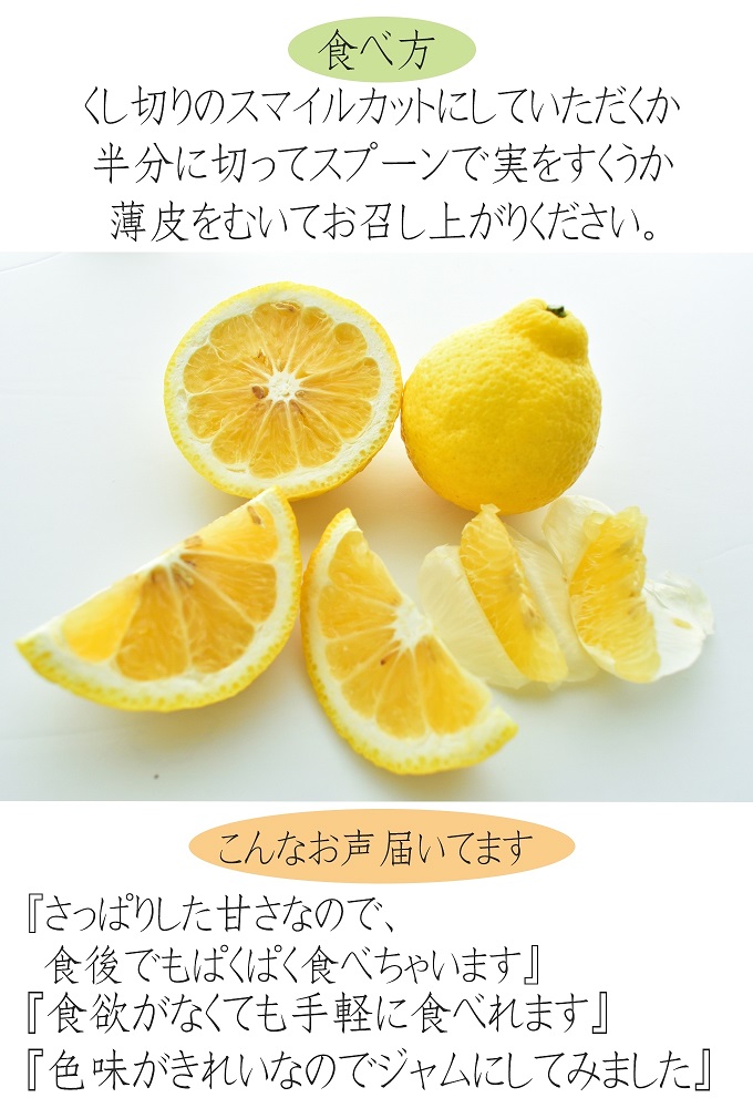 はるかみかん 約6kg 大小混合 《ご家庭用》 ちょっと訳あり 和歌山県産 農園直送 まごころ産直みかん 【北海道・沖縄県・一部離島 配送不可】果物 フルーツ ミカン 蜜柑 わけあり 訳アリ 完熟