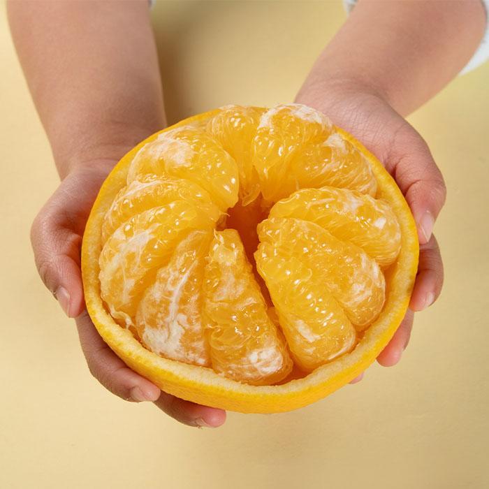 甘夏 約10kg 大小混合 《ご家庭用》 和歌山県産 農園直送 まごころ産直みかん 【北海道・沖縄県・一部離島 配送不可】サンフルーツ 新甘夏 田ノ浦オレンジ あまなつ みかん【Mg10】