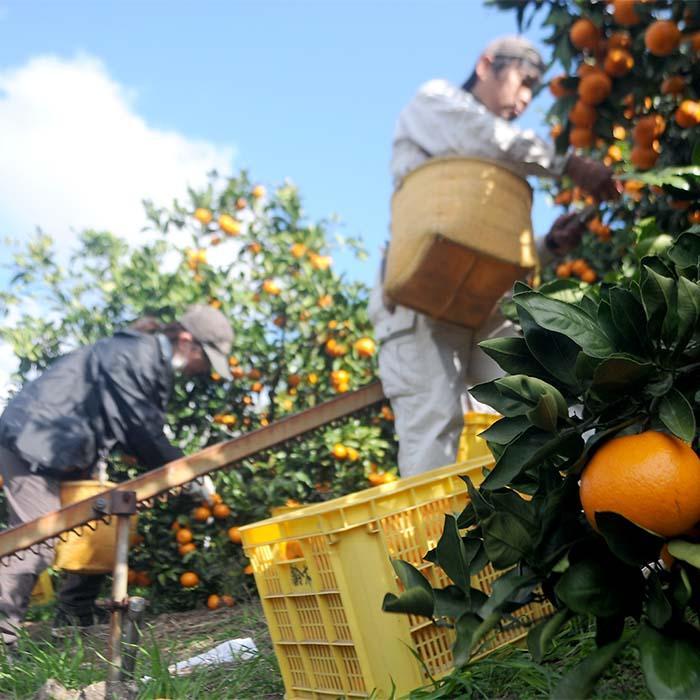 中生みかん 約6.5kg 大小混合 《ご家庭用》ちょっと訳あり和歌山県下津町より農園直送！12月中旬頃発送開始 まごころ産直みかん 【北海道・沖縄県・一部離島 配送不可】混合サイズ わけあり 訳アリ【mg11】