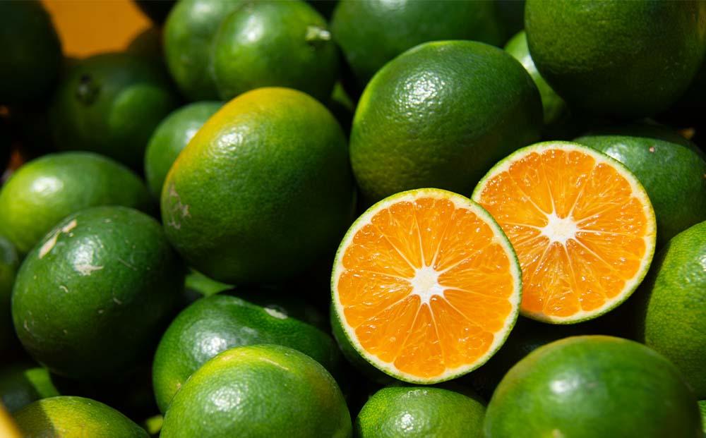 極早生みかん YN26 約5kg 2S-3S 《ご家庭用》 和歌山県産 農園直送 まごころ産直みかん 【9月中旬よりお届け】【北海道・沖縄県・一部離島 配送不可】 小玉 小粒 訳あり わけあり［Mg35］