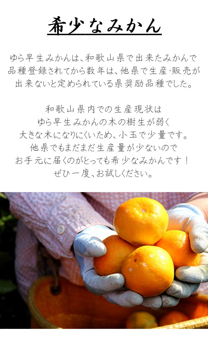 【極早生みかん】ゆら早生みかん 6.5kg 混合サイズ(和歌山・下津町産)産地直送【訳あり】  ［Mg25］