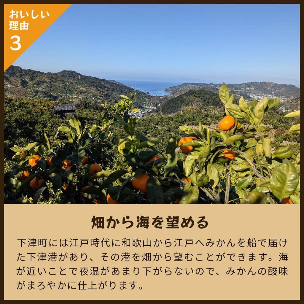 とれたてしもつみかん　5kg家庭用｜和歌山県海南市の下津みかんを産地直送でお届け【2025年11月発送開始】