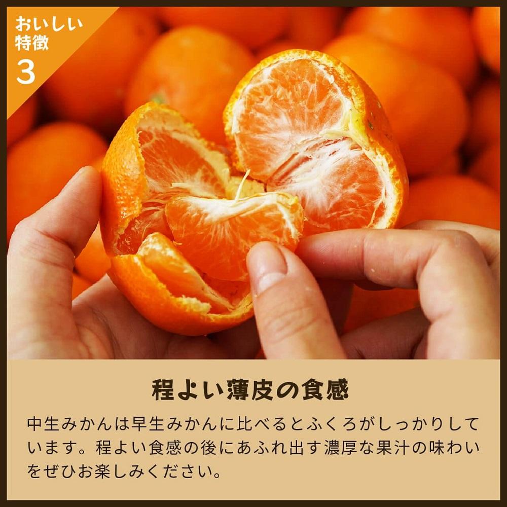 蔵出しみかん中生　5kg家庭用｜和歌山県海南市下津町の特産品蔵出しみかんの中生品種を産地直送でお届け【2026年1月発送開始】