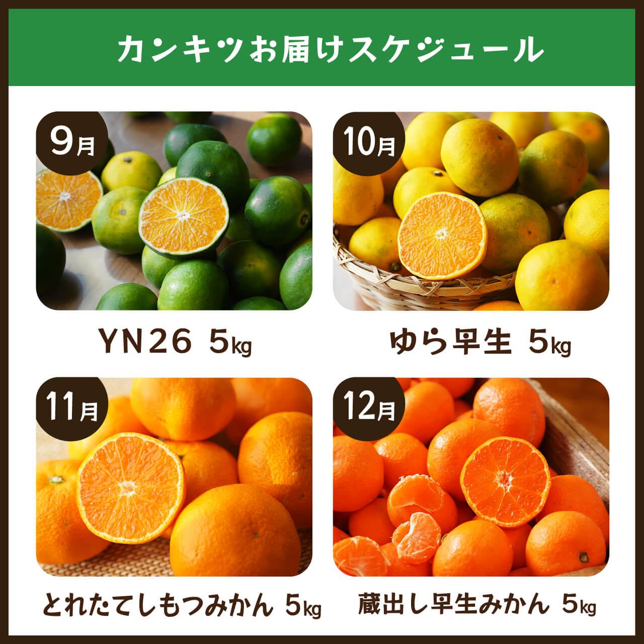 【毎月お届け全12回】みかんのサブスク 定期便 頒布会｜旬のカンキツを産地直送で毎月お届け 家庭用 和歌山県 海南市 【毎月お届け全12回】