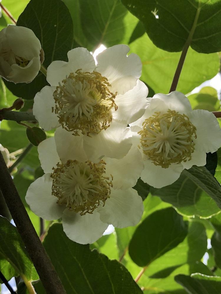 青木ファーム＆デリ　キウイフルーツ特秀（２Lサイズ９個入り）