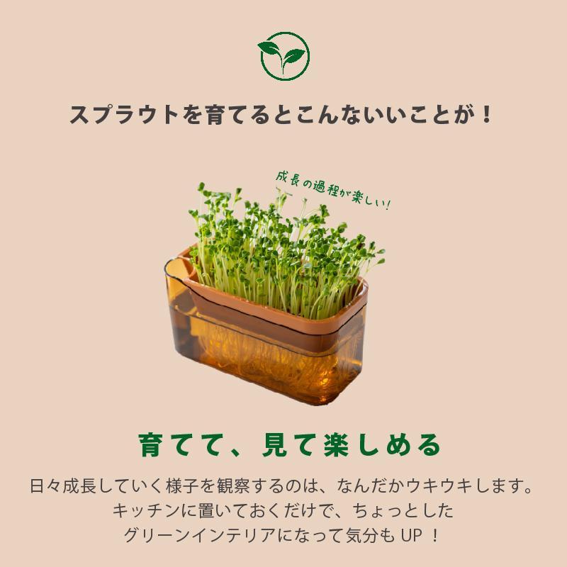【アイボリー】ベジマジそだてる スプラウト栽培容器 種付き 水耕栽培 おしゃれ 家庭菜園