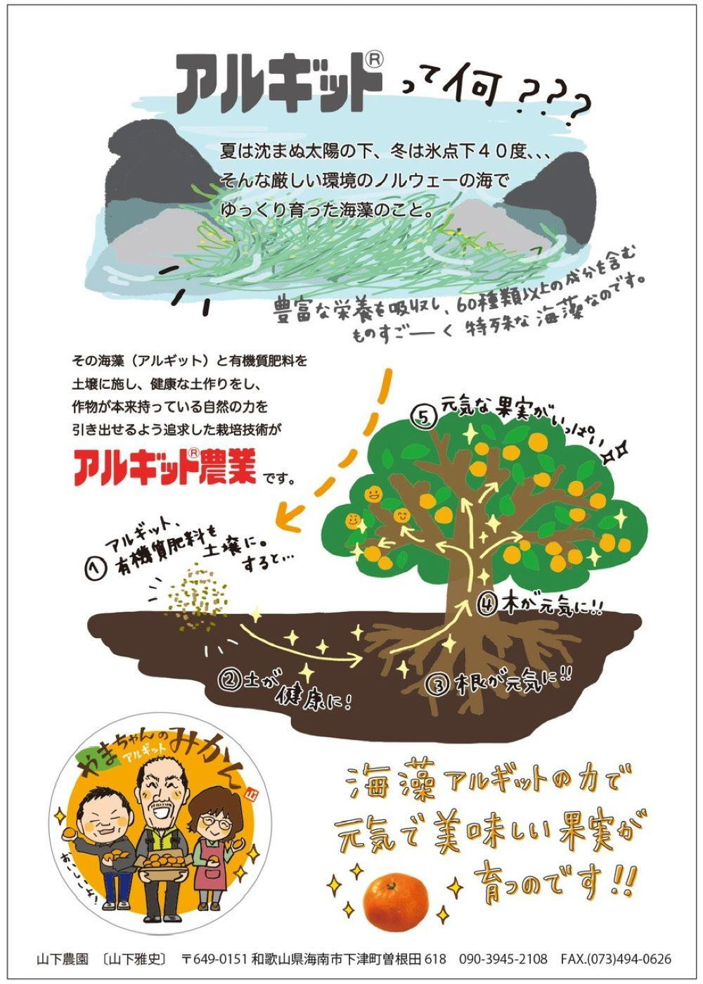 国産 バレンシアオレンジ 約2kg M～LLサイズ 山下農園