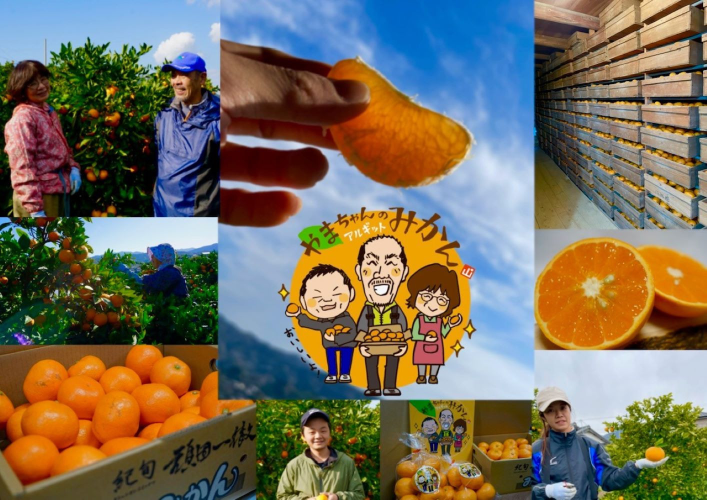 家庭用 国産 バレンシアオレンジ 約2kg M～LLサイズ 山下農園