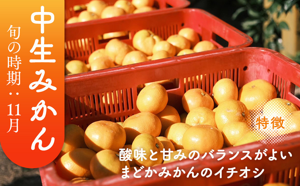 ［先行予約］［訳あり］蔵出しみかん（晩生みかん）2L〜3Lサイズ混合 5kg＋300g（傷み補償分）［2026年1月上旬より発送］