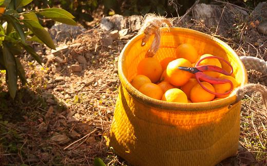 早生みかん 約6kg 大玉 2L・3Lサイズ《ご家庭用》和歌山県 海南市産 農園直送 鈴木みかん農園 【北海道・沖縄県・一部離島 配送不可】ちょっと訳あり ミカン 蜜柑 温州みかん わけあり 訳アリ 和歌山みかん 海南みかん 下津みかん 和歌山ミカン しもつみかん mikan