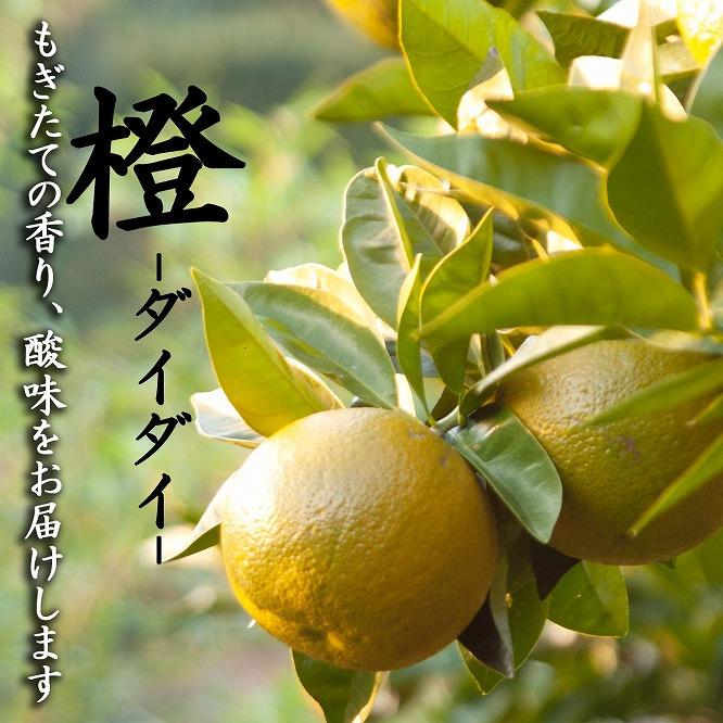 橙(だいだい)5kg箱(4.5キロ入り)海鮮・手作りポン酢・お酒にもおすすめ！昔ながらのみかん鈴木農園より産地直送《11月・12月・1月発送》｜青ダイダイ 黄ダイダイ 赤ダイダイ ぽん酢 ダイダイ酢 柑橘 かんきつ