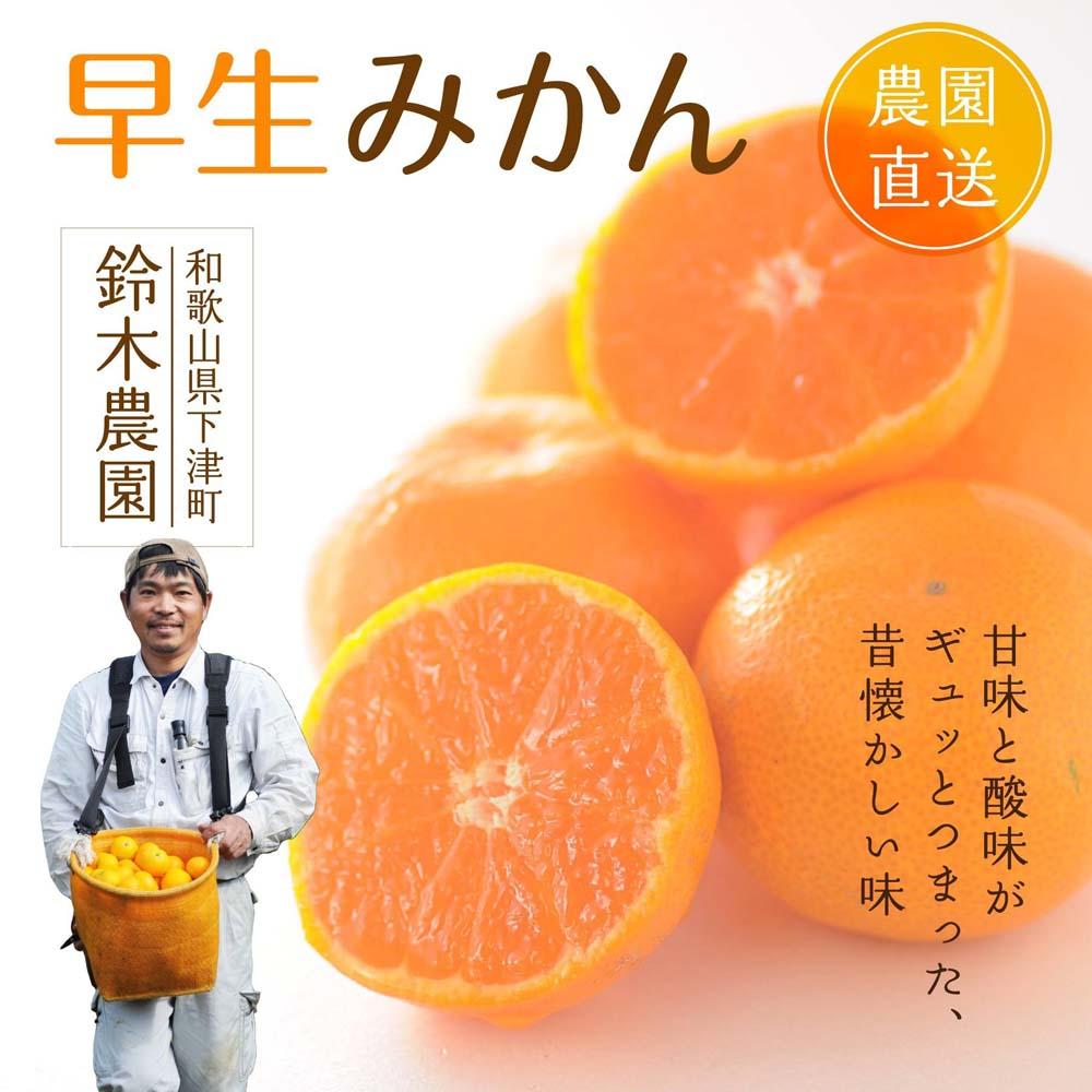 小粒みかんS又はSSサイズ 5kg【小粒の早生みかん】11月中旬～1月中旬頃に鈴木みかん農園より農園直送｜Sサイズ 2Sサイズ ２S SS 小さい こつぶ 小玉 ※北海道・沖縄・離島への配送不可　ミカン　蜜柑　mikan　温州みかん 温州ミカン　わけあり　訳アリ