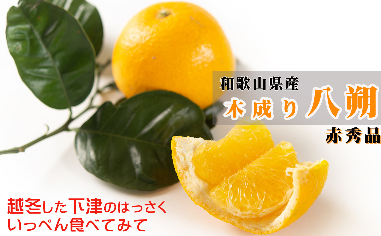 八朔 はっさく 赤秀 約6kg｜和歌山県海南市産 木成り 完熟はっさく フルーツ 柑橘系【2026年先行予約】甘酸っぱくて爽やか！3月下旬～4月下旬に順次出荷予定（サイズ不選別）［Mg26］
