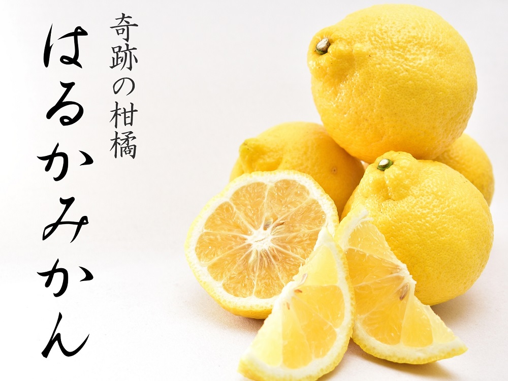 はるかみかん 約6kg 大小混合 《ご家庭用》 ちょっと訳あり 和歌山県産 農園直送 まごころ産直みかん 【北海道・沖縄県・一部離島 配送不可】果物 フルーツ ミカン 蜜柑 わけあり 訳アリ 完熟