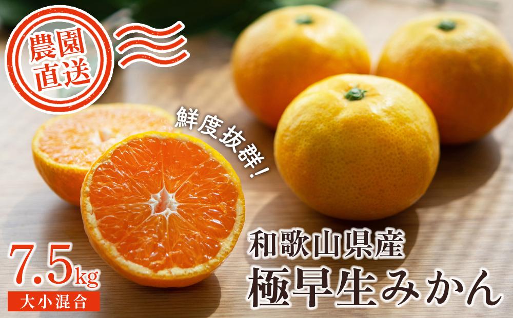 極早生みかん 約7.5kg 大小混合《ご家庭用》 ちょっと訳あり 和歌山県産 農園直送 まごころ産直みかん 【北海道・沖縄県・一部離島 配送不可】 下津の極早生みかん 和歌山の極早生みかん ミカン みかん Mikan 蜜柑 温州みかん わけあり 訳アリ［Mg37］