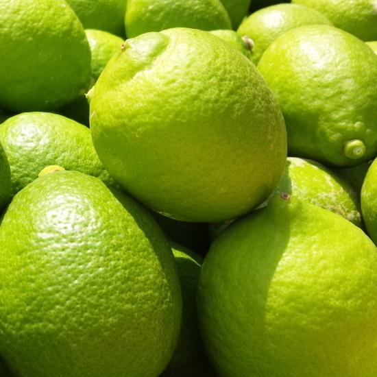 紀州和歌山 有田レモン 約2kg［農家直送］［先行予約］［MS67］