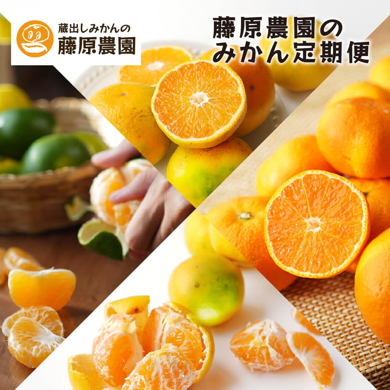 【毎月お届け全12回】みかんのサブスク 定期便 頒布会｜旬のカンキツを産地直送で毎月お届け 家庭用 和歌山県 海南市 【毎月お届け全12回】