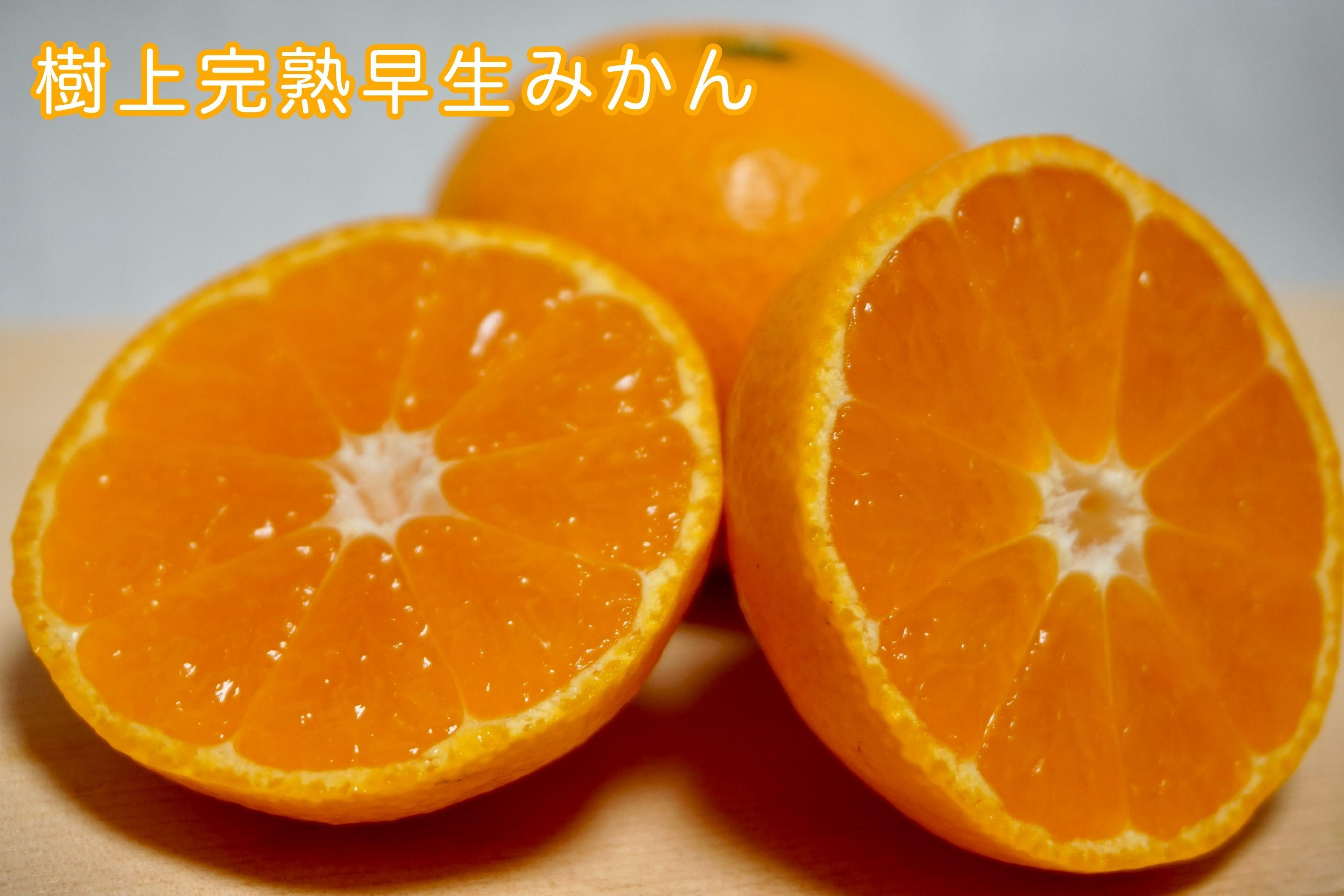 樹上完熟早生みかん 約3kg サイズ混合 山下農園