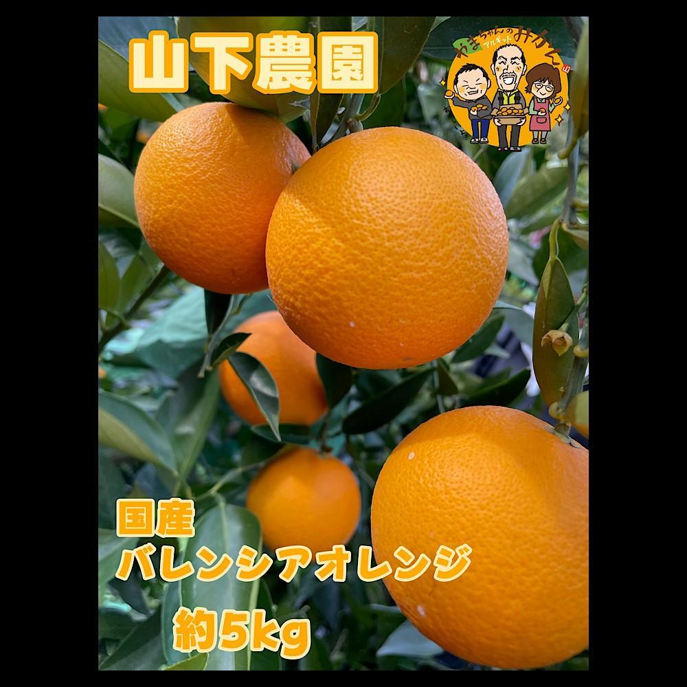 国産 バレンシアオレンジ 約5kg M～LLサイズ 山下農園