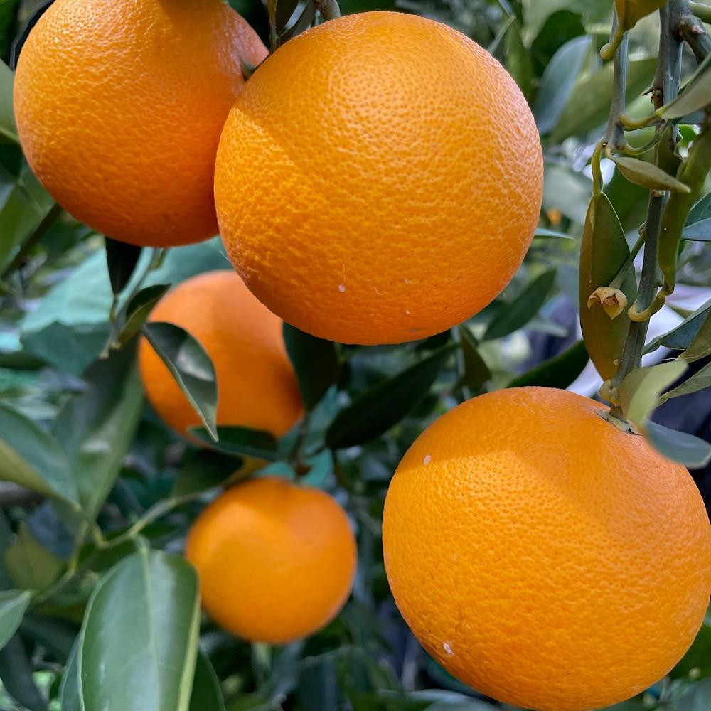 国産 バレンシアオレンジ 約2kg M～LLサイズ 山下農園