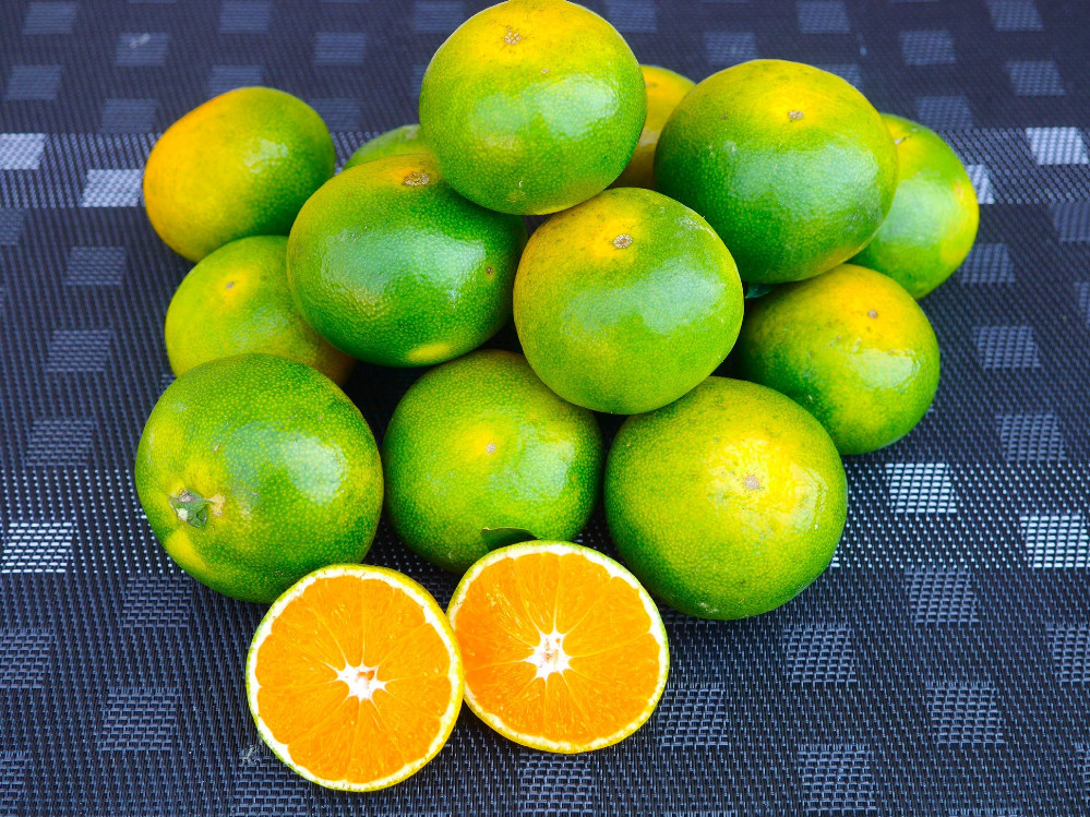 ※先行予約・2026年9月下旬発送開始予定※ 和歌山産 極早生みかん 5kg 3S～Sサイズおまかせ ［YN-26］橋詰農園