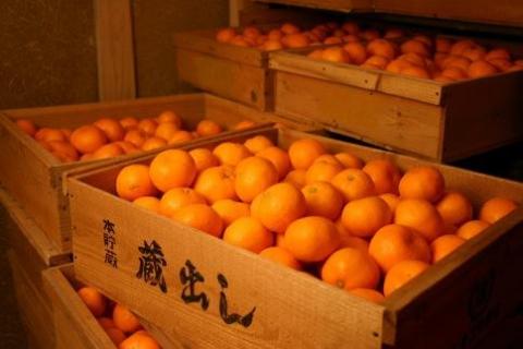 ◆先行予約◆まろやかな味わい『蔵出しみかん』 約10kg〈赤秀〉【2024年1月下旬以降出荷】