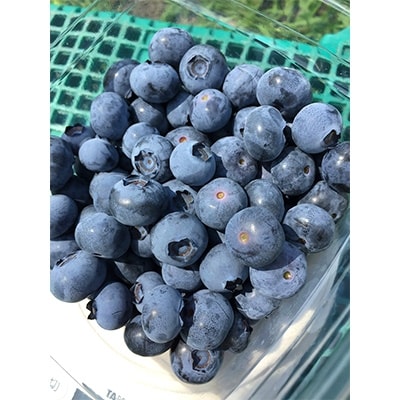 【2025年7月以降発送】摘みたて新鮮ブルーベリー 600g (約100g×6パック)【配送不可地域：離島】