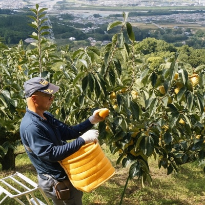 【先行受付】柳フルーツ園の訳ありたねなし柿7.5kg