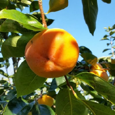 富有柿とキウイフルーツの詰め合わせ