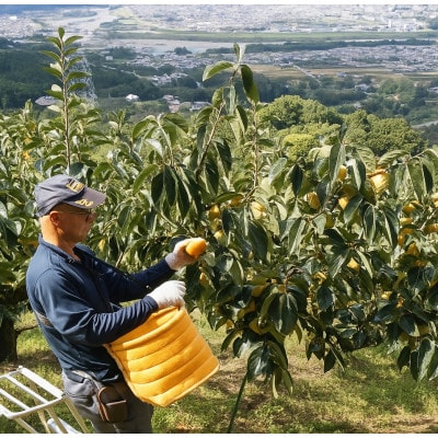 【先行受付】柳フルーツ園の訳ありたねなし柿　10kg