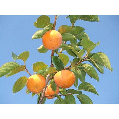 【先行予約:2026年配送】太陽の光をたっぷり浴びた松岡農園の富有柿(3L　12個)