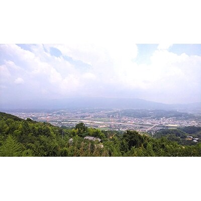 【2025年度発送分】国城観光農園のたねなし柿12個入り(3Lサイズ)【配送不可地域：北海道・沖縄県】