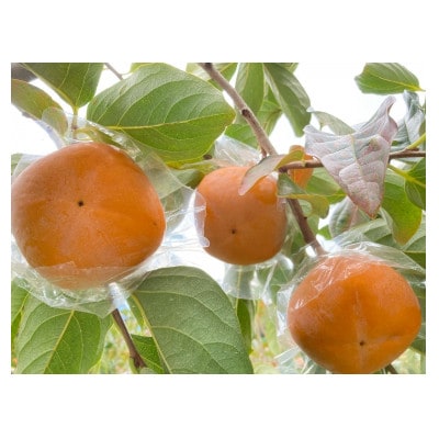 池上農園の紀の川柿プレミアム　約4kg