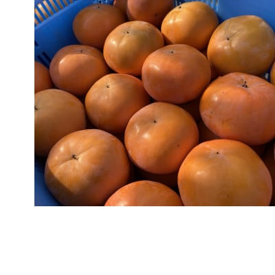 池上農園のあま～い富有柿　約4kg