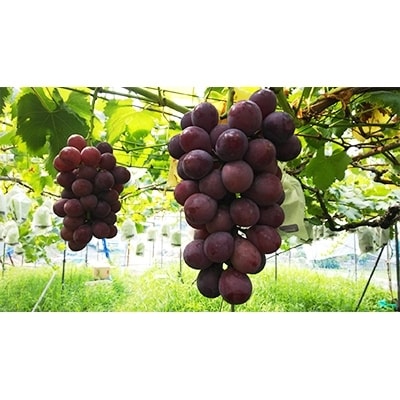 【2026年夏発送】  和歌山県橋本市産(種無し)巨峰 ぶどう詰め合わせ　約2kg【配送不可地域：離島】
