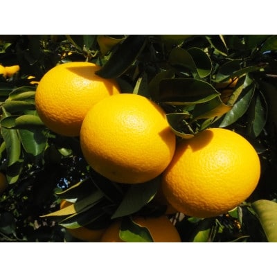 和歌山県産　美濃農園のはっさく 約5kg(皮をむく道具付き)