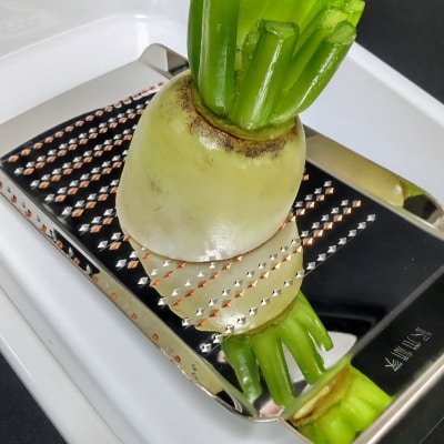 【紀州新家】極上 手打ちのおろし金(12段)