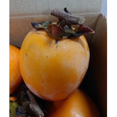 吊るし柿・干し柿用生渋柿(蜂屋柿)23～35個入り