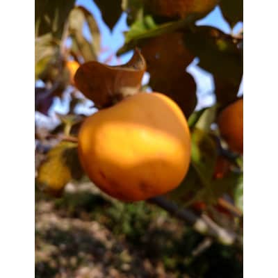 吊るし柿用生渋柿(百目柿、江戸柿)　12～18個入り