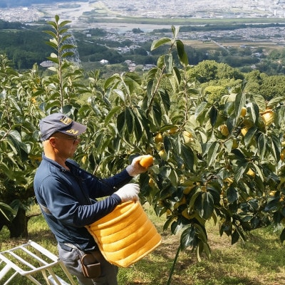 【先行予約】たねなし柿(訳あり) 約2kg【2026年秋冬配送】柳フルーツ園