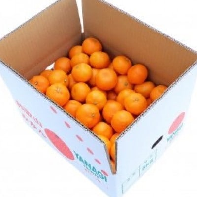 柳フルーツ園の訳ありみかん 5kg