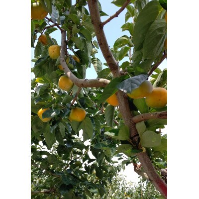 【柿　2026年秋配送】平種無柿(家庭用)　約7.5kg(M～Lサイズ)32個～38個入り